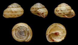 Image of Cepaea sylvatica