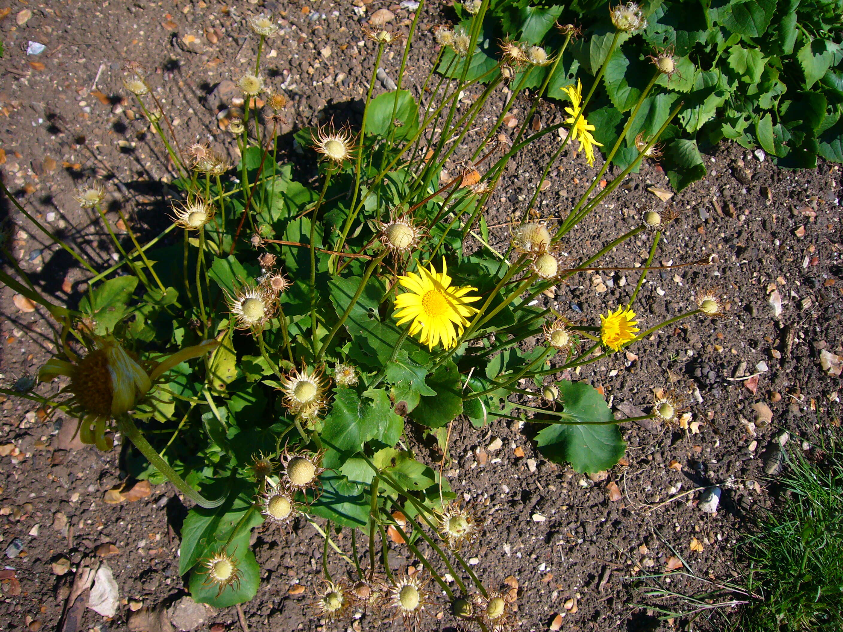 Imagem de Doronicum orientale Hoffm.