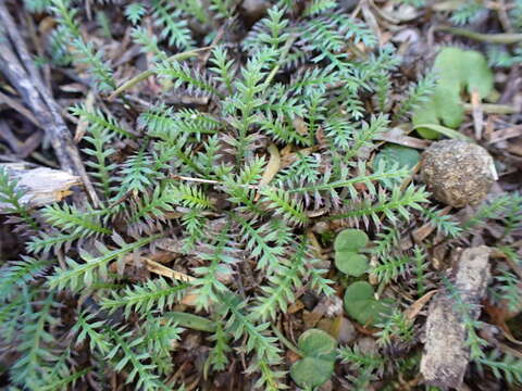 Image of Leptinella pusilla Hook. fil.