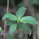 Image de Mussaenda pubescens Dryand.