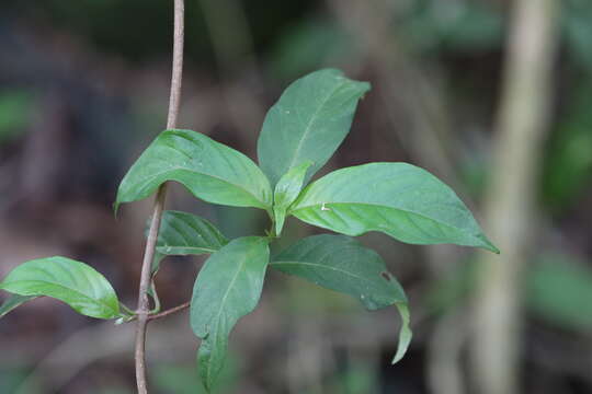 Image de Mussaenda pubescens Dryand.