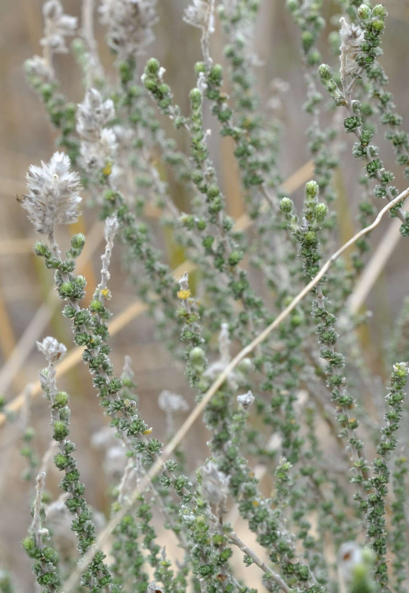 صورة Aspalathus quinquefolia subsp. virgata (Thunb.) R. Dahlgren