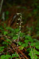 Image of Tipularia odorata Fukuy.