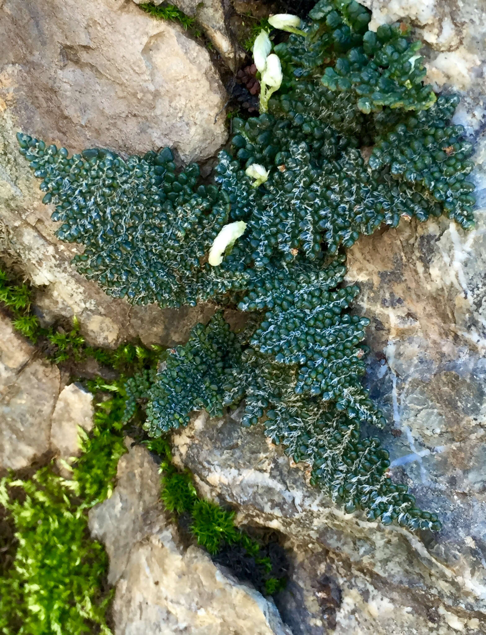 Image de Myriopteris covillei (Maxon) A. & D. Löve