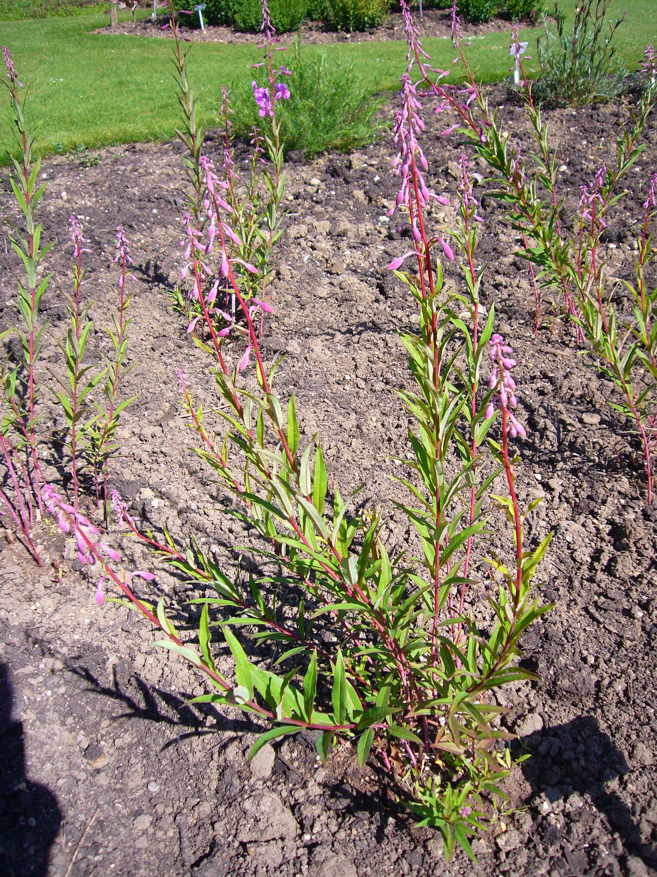 Image of Narrow-Leaf Fireweed