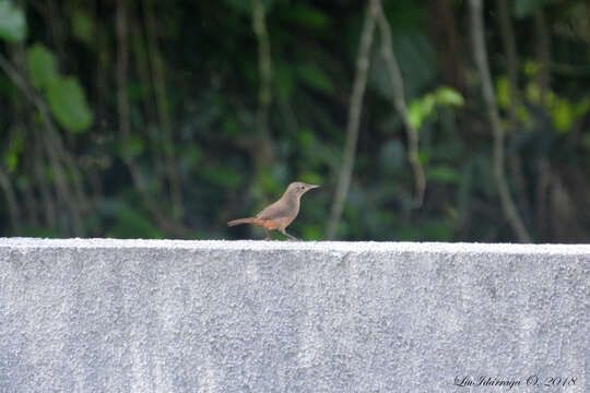 Imagem de Troglodytes aedon musculus Naumann & JF 1823