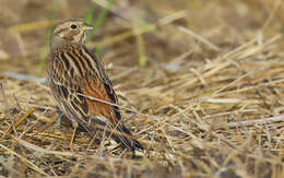 صورة Emberiza leucocephalos Gmelin & SG 1771