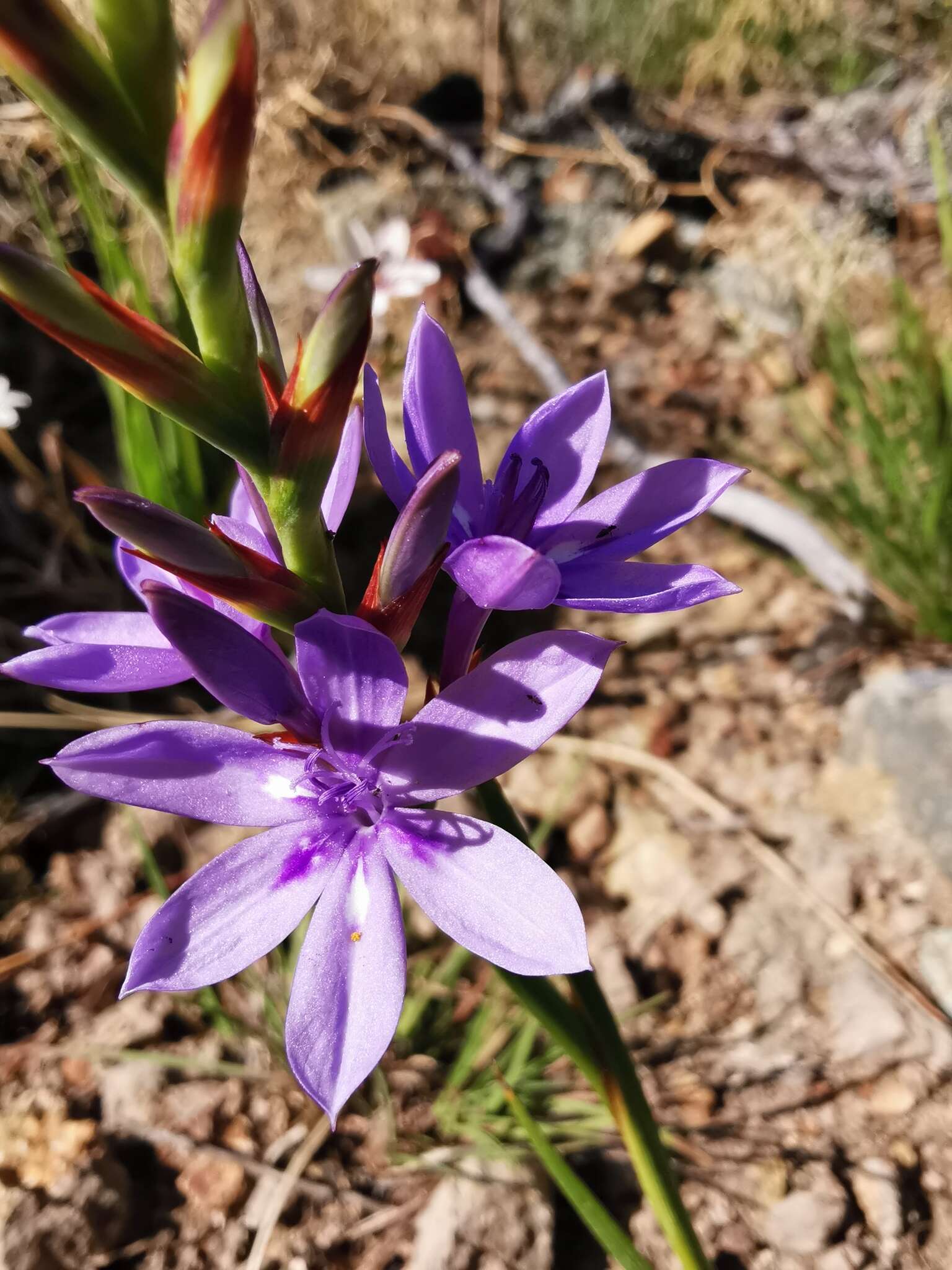 Image of Thereianthus spicatus (L.) G. J. Lewis