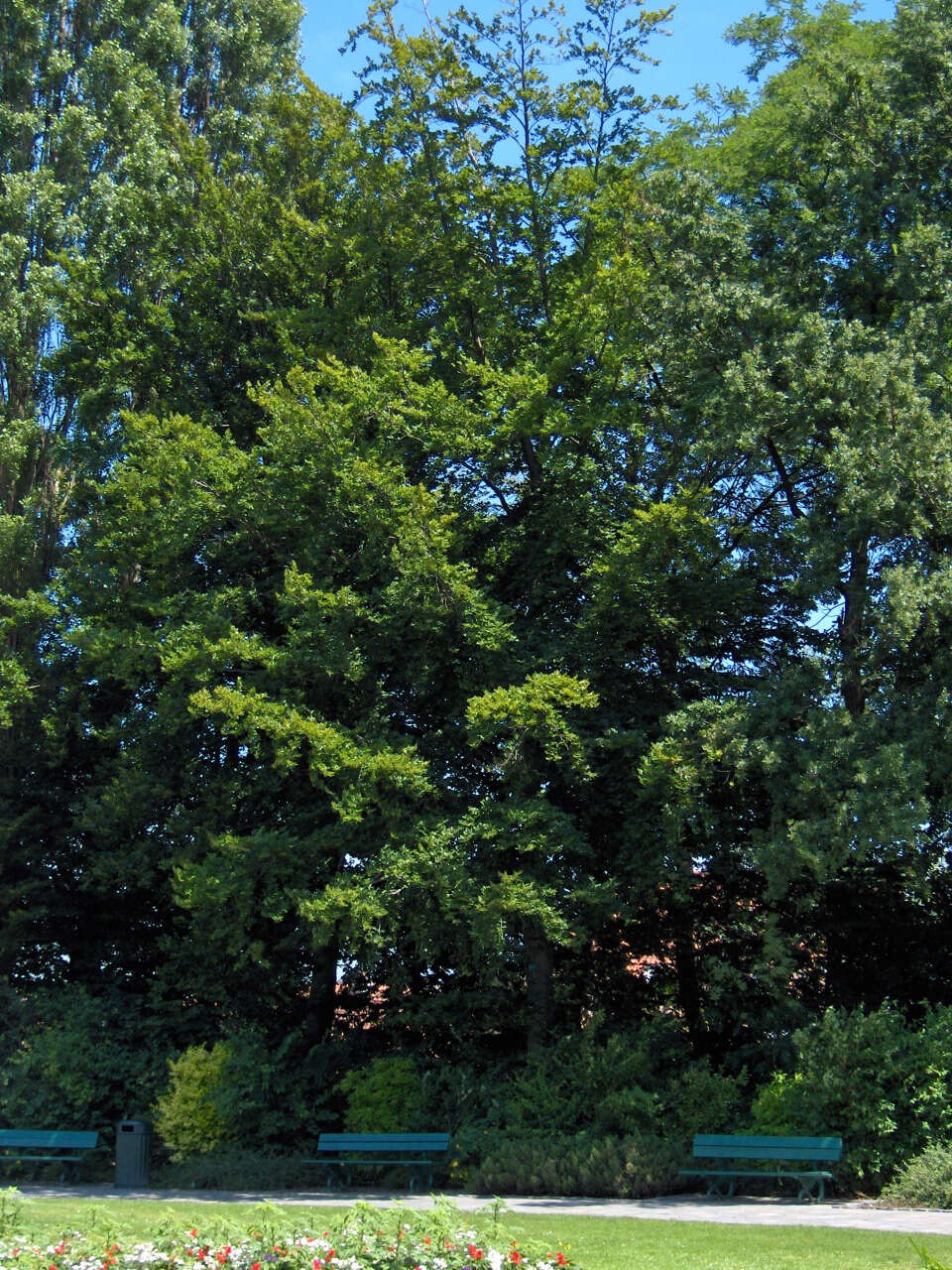 Image of European beech