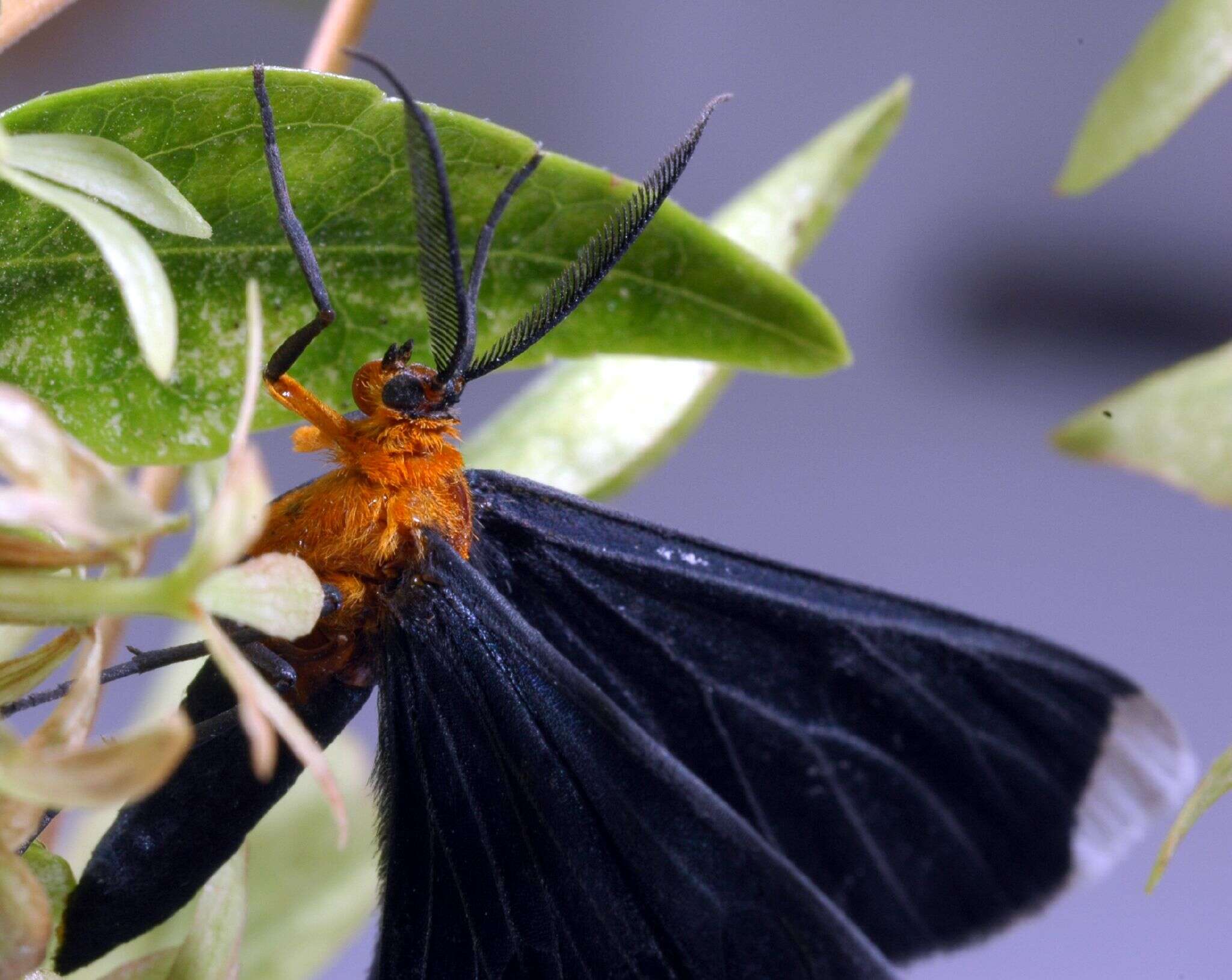 Image of White-tipped Black