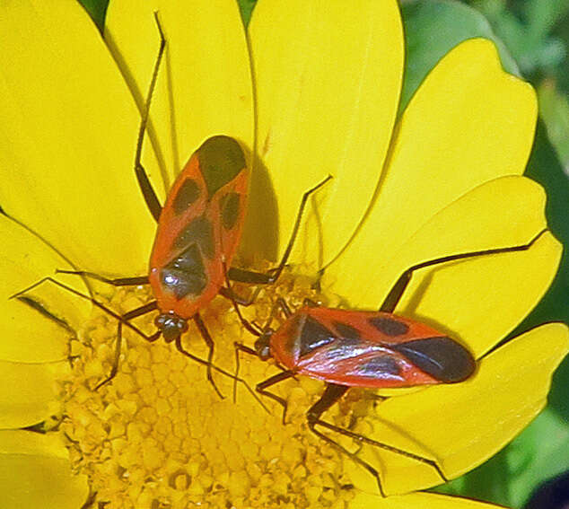 Image of Calocoris nemoralis (Fabricius 1787)