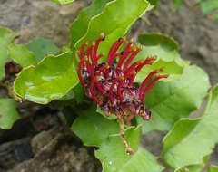 Image of Grevillea repens F. Müll.