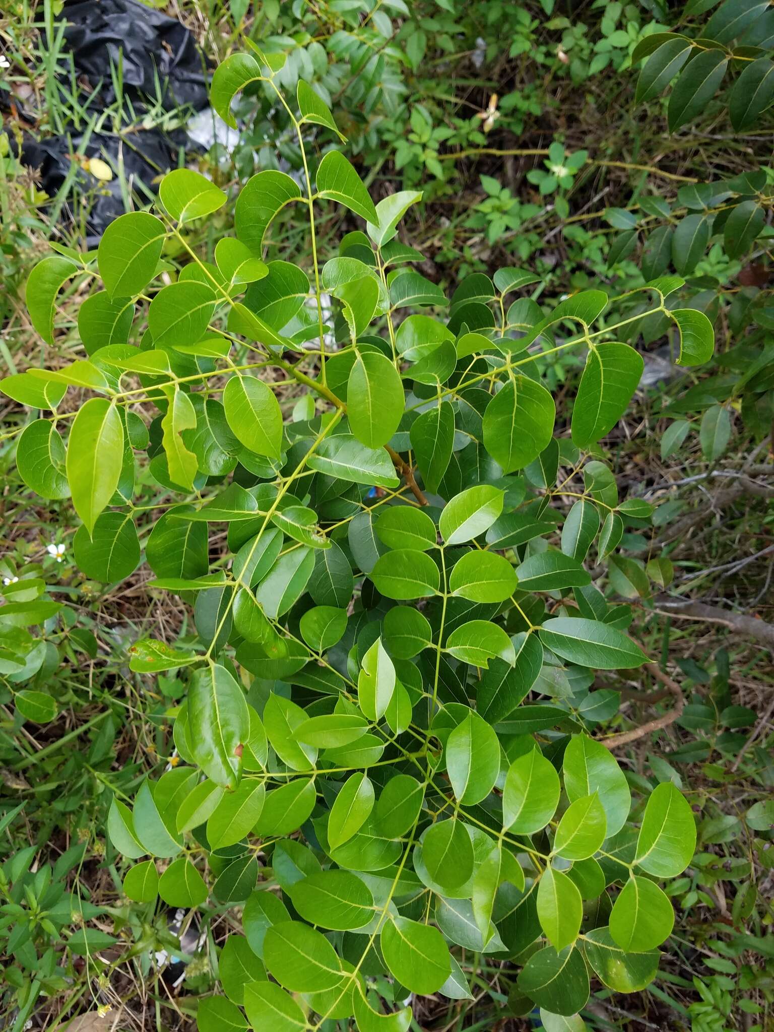 Image of American Mahogany