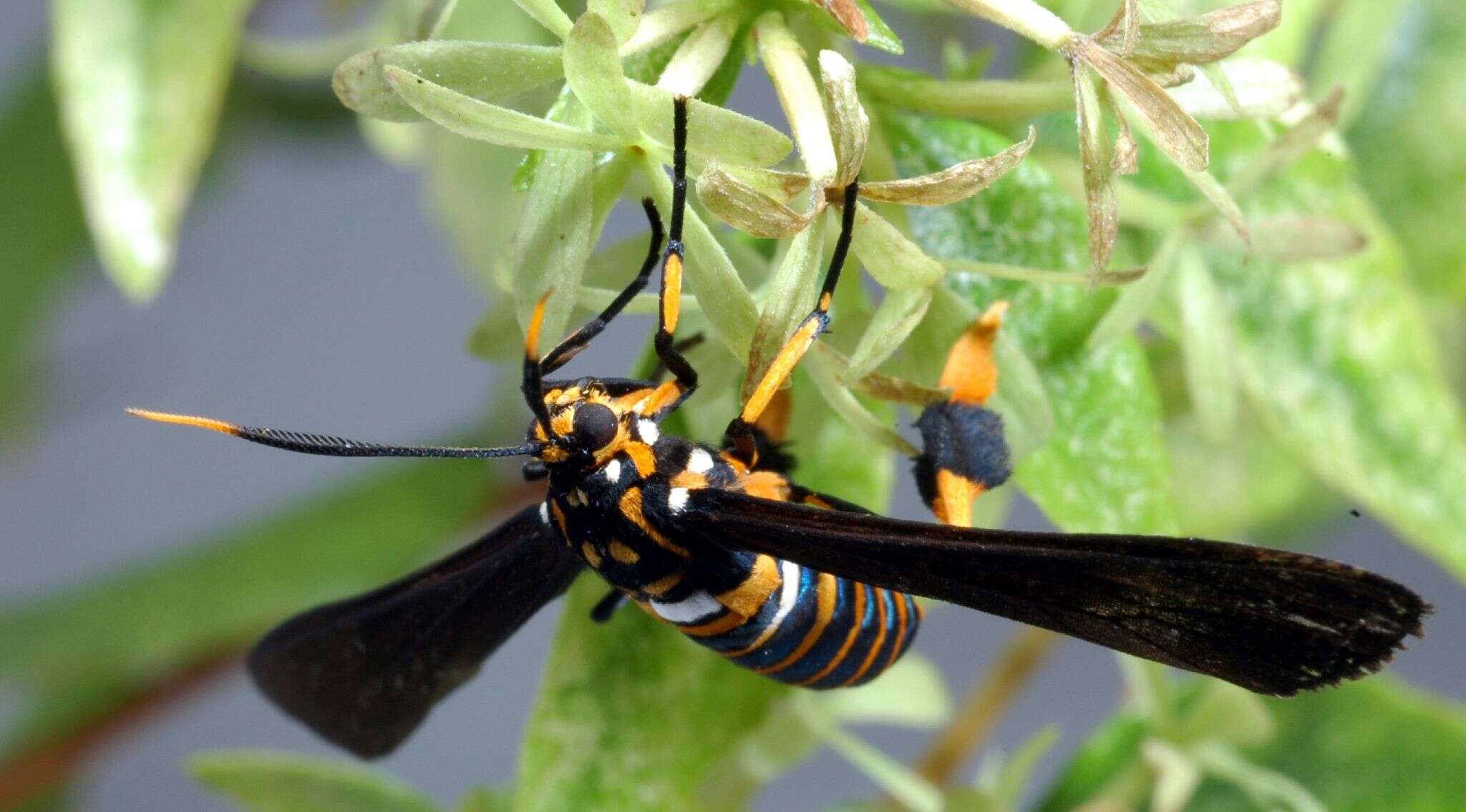 Image of Texas Wasp Moth