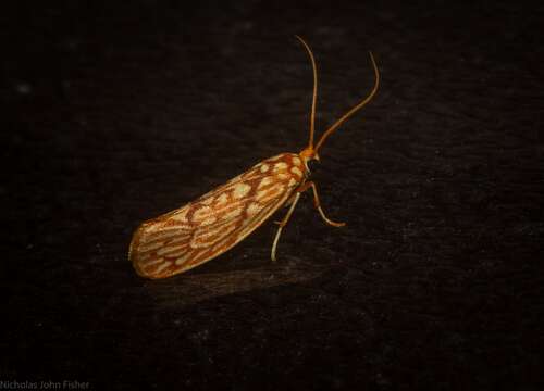 Image of Lactura calliphylla Turner 1903