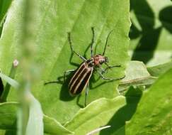 Image of Striped Blister Beetle