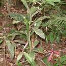 Sivun Tapeinosperma rubriscapum Guillaumin kuva