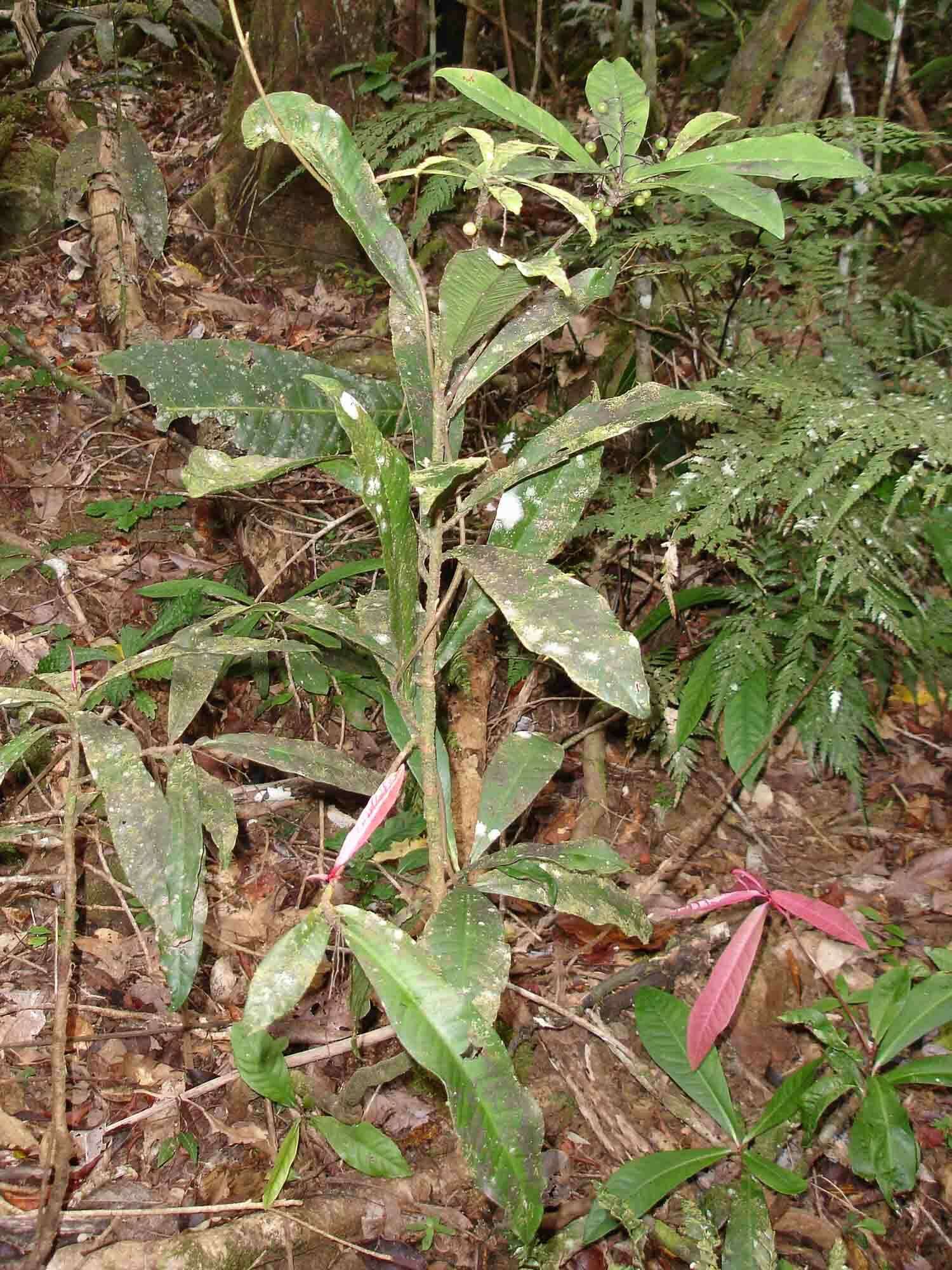 Imagem de Tapeinosperma rubriscapum Guillaumin