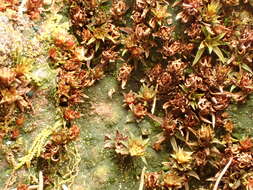 Image of aloe haircap