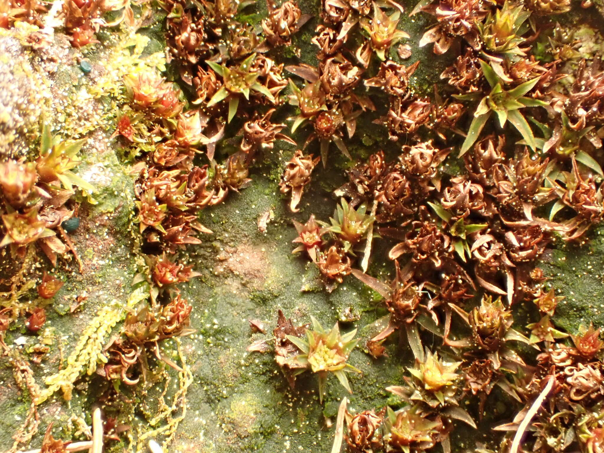 Image of aloe haircap