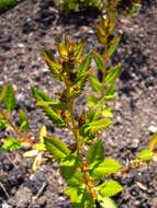 Image of erect seaberry