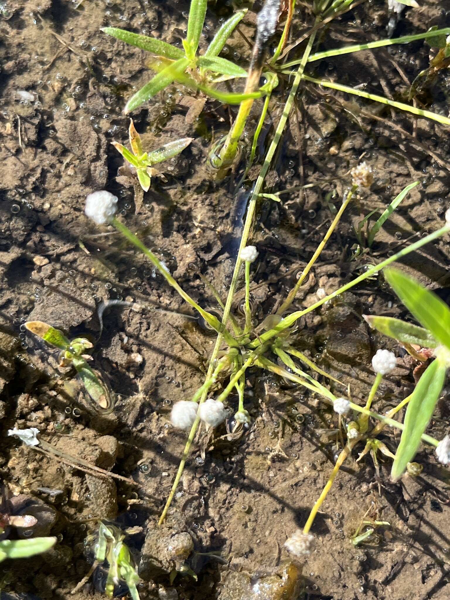 Image of Gulf Pipewort