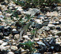 Image of Common Spotted Whiptail