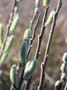 صورة Salix hookeriana Barratt