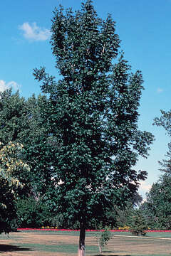 Image of black ash