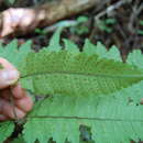 صورة Triplophyllum dicksonioides (Fée) Holtt.