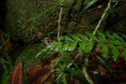 Image of Royal Spleenwort