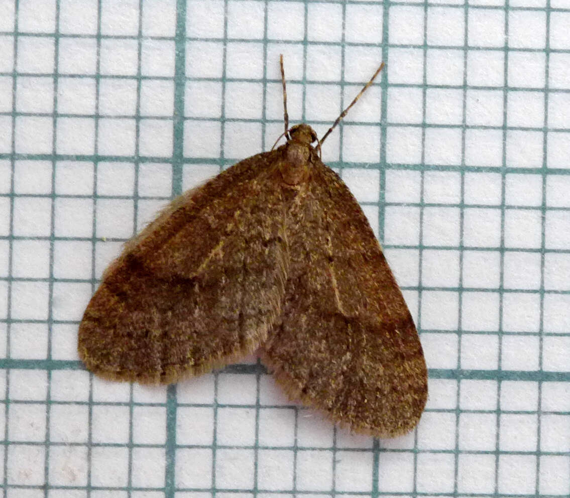 Image of winter moth