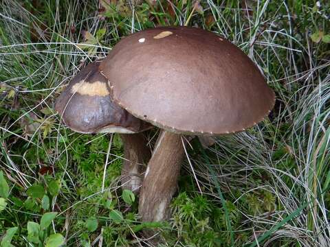 Image of Leccinum scabrum (Bull.) Gray 1821