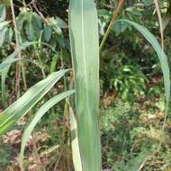 Image of bluestem