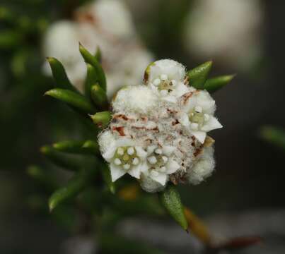 Spyridium eriocephalum var. eriocephalum resmi