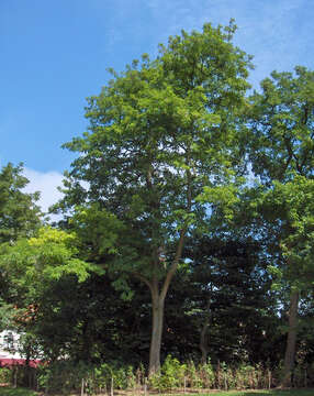 Image of black locust