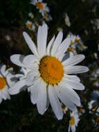 Image of Oxeye Daisy