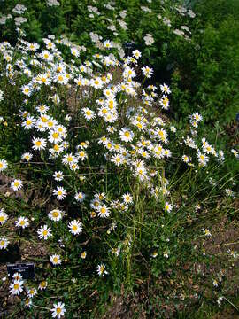 Image of Oxeye Daisy