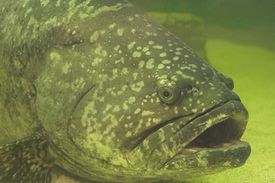 Image of Atlantic Goliath Grouper