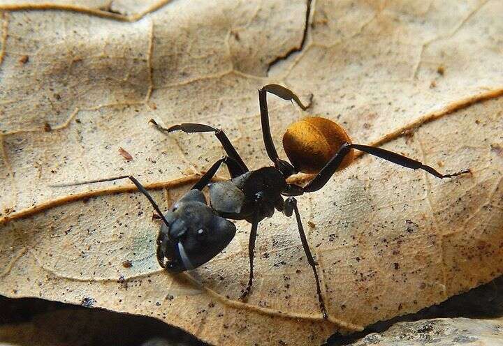 Image of Camponotus sericeiventris (Guerin-Meneville 1838)