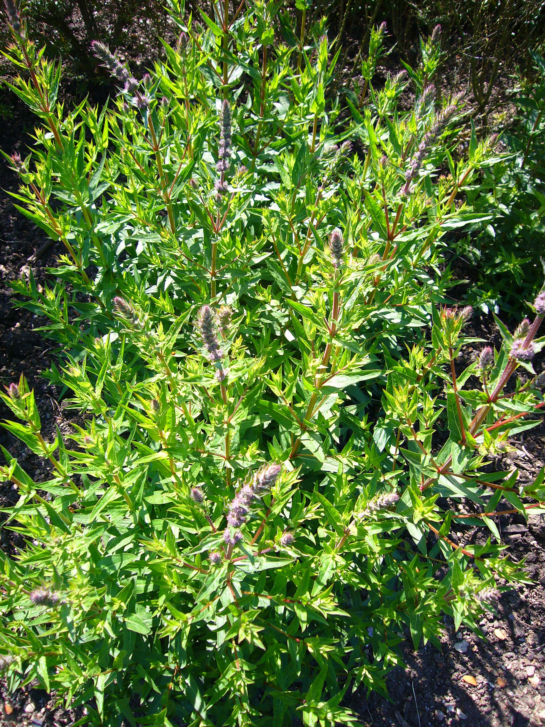 Plancia ëd Lythrum salicaria L.