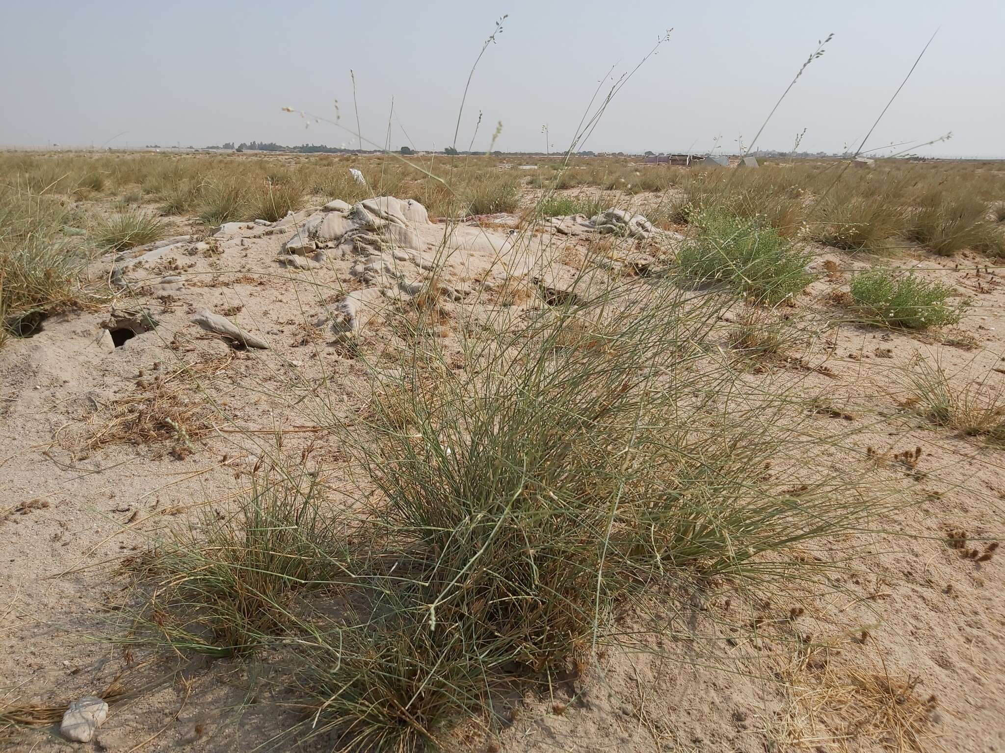 Image of desert grass