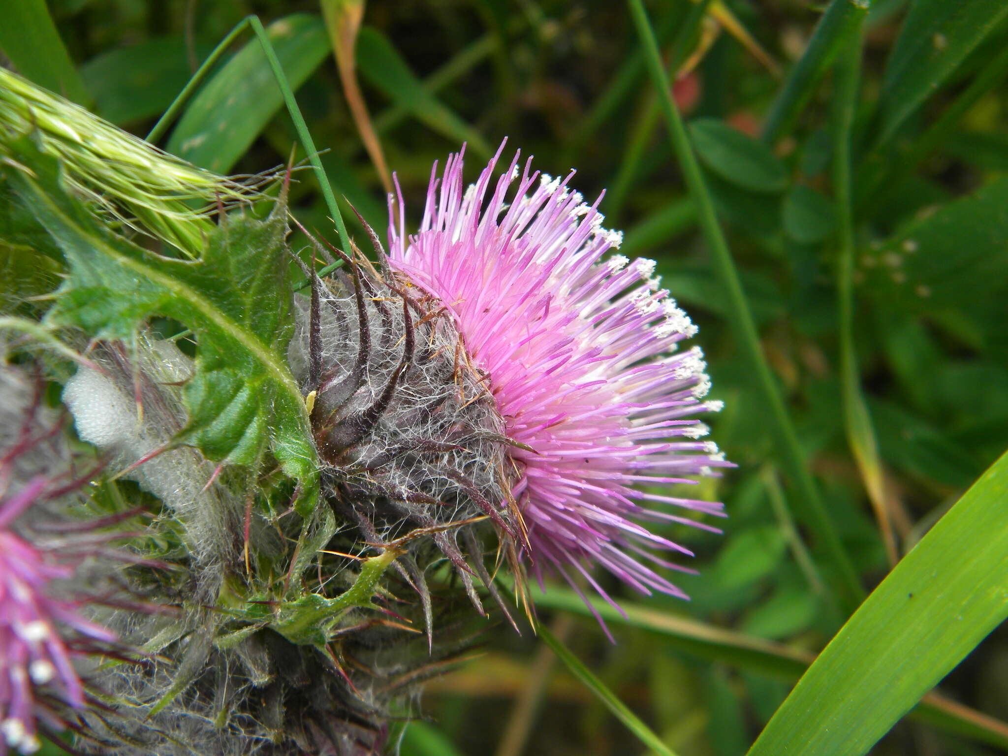 Image of edible thistle