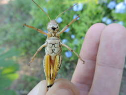 Melanoplus ponderosus (Scudder & S. H. 1875)的圖片