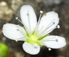 Image of Moehringia intricata subsp. intricata