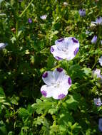 Imagem de Nemophila maculata Benth. ex Lindl.