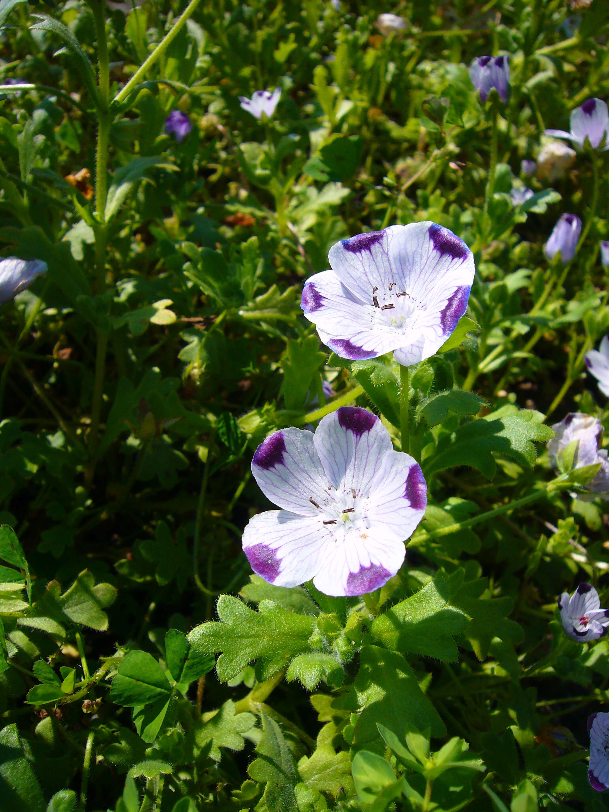 Imagem de Nemophila maculata Benth. ex Lindl.