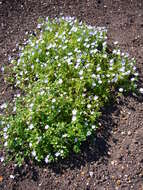 Imagem de Nemophila maculata Benth. ex Lindl.