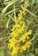 صورة <i>Solidago</i> × <i>niederederi</i>