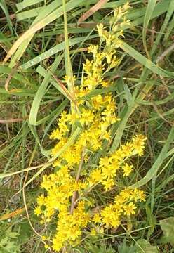 صورة <i>Solidago</i> × <i>niederederi</i>